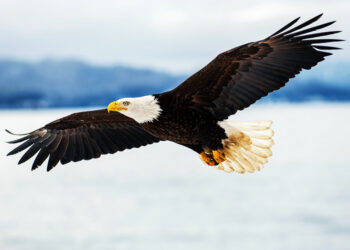 Bald Eagle in flight over water