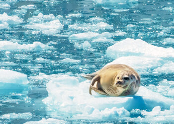 Harbor Seal resting on Icebergs