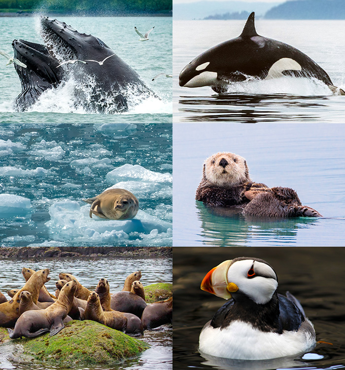 Humpback Whale, Orca, Sea Otter, Horned Puffin, Sea Lions & Harbor Seals