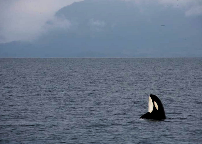 Orca checking the local weather