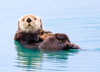 Sea Otter