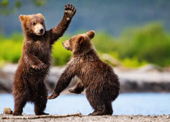 Alaska brown bear cubs playing