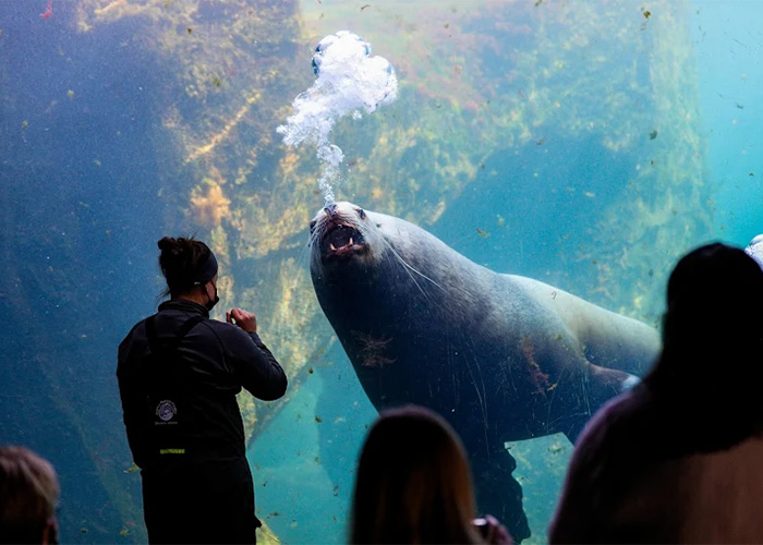 The Alaska SeaLife Center's 185,000-gallon Sea Lion tank, for Steller sea lions, offers a great underwater view