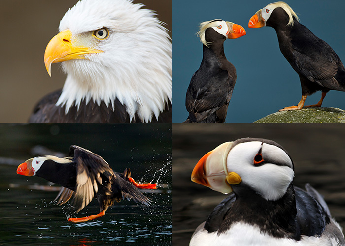 Bald Eagle, Tufted Puffins, Horned Puffin & Tufted Puffin taking off. Bald Eagle, Tufted Puffins, Horned Puffin & Tufted Puffin taking off.