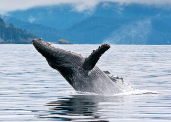 Humpback Whale breaching